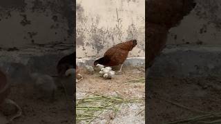 Silkie chicks with Aseel broody hen chicken aseeldesimurgifreerangefarm aseelmurga [upl. by Jayme]