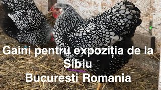 Prezentare Noua gaini cocosi wyandotte pentru expoziția de la Sibiu Bucuresti Romania [upl. by Adirem]