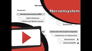 Nervensystem Klassifikation wwwclipdocsde [upl. by Eustache]