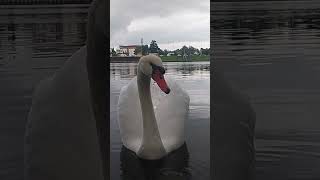 Dance of the swan  swan lake ❤️ Nature HD [upl. by Erving]