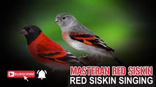 Red Siskin Singing TrainingMasteran Red Siskin [upl. by Ialda]