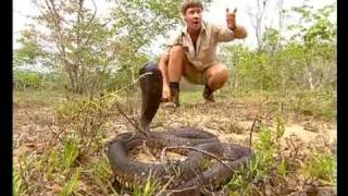 Africas Deadliest Snakes Part 1 [upl. by Airdna839]