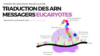 TRADUCTION CHEZ LES EUCARYOTES  ACIDES NUCLEIQUES [upl. by Tolmann]