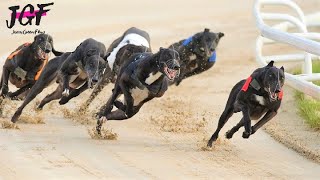 British greyhound racing  Track race 480m [upl. by Snilloc772]