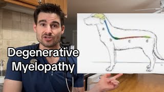 Degenerative Myelopathy [upl. by Macdermot]