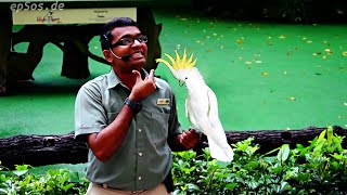 Funny Bird Show with Parrots in Singapore Bird Park [upl. by Maryly599]