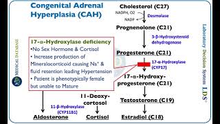 Synthetic pathway of steroid hormones and congenital Adrenal Hyperplasia CAH [upl. by Ahsima563]