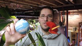 Repotting and dividing Anthurium and other stuff [upl. by Mattah]