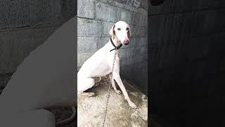 Mudhol hound dog breed [upl. by Glover]