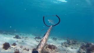 Pesca submarina Palometa a poca profundidad [upl. by Raymund609]