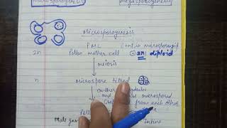 gametogenesis microsporogenesis in angiosperms or flowering plants [upl. by Ormand770]