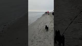 Schipperke puppy first time at the Puget Sound [upl. by Sokin]