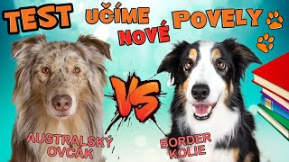 TEST DOVEDNOSTÍ  Australský Ovčák VS Border Kolie Výcvik psa Shaping [upl. by Aehtla]