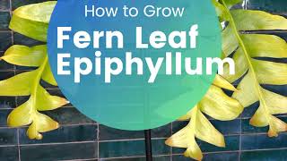 How to grow Fern Leaf Epiphyllum Orchid Cactus [upl. by Netsud]