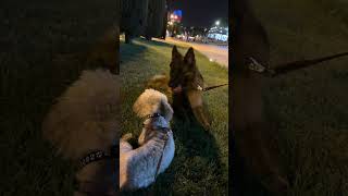 Maltipoo playing with German Shepherd maltipogermanshepherd [upl. by Strephon]