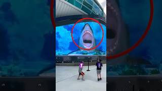 Regarde ce requin dans un immense aquarium impressionnant music beats chill humour [upl. by Yboj]