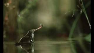 Frog catch flies [upl. by Layla979]