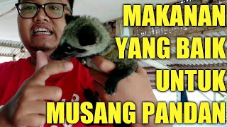 Makanan Seharihari untuk MUSANG PANDAN Cimon ehhh ada Gecko yang Netes juga [upl. by Eibbil]