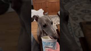 Whippet enjoying some yogurt 🥹 [upl. by Atteselrahc925]