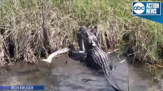 VIDEO Gator eats python in Everglades National Park [upl. by Namus]