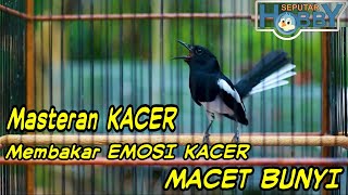 Masteran Kacer Untuk Membakar EMOSI Burung Kacer Yang Macet Bunyi [upl. by Egas]