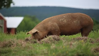 Raising 400 Pigs On Pasture COMPLETE [upl. by Egas]