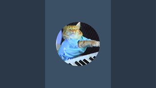 Keyboard Cat is live [upl. by Byrann]