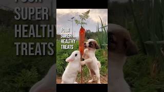 4 super health dog treats dogtraining dogtreats dogfood [upl. by Germano]