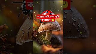 আল্লাহ মাছি কেন সৃষ্টি করেছেন🤔 islamicstory islamicbangla islamicvideo ytfactsshorts iqtest [upl. by Iturhs]