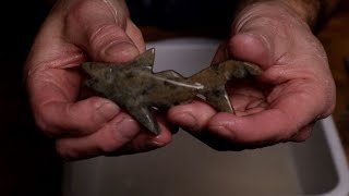 Beginner Soapstone Carving SHARK how to tutorial [upl. by Esineg392]