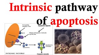 Intrinsic apoptosis pathway [upl. by Sasnak]