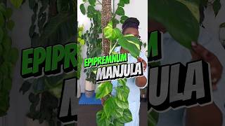 Epipremnum Manjula Pothos Plant Care For BEGINNERS [upl. by Cardwell834]