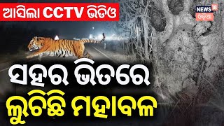 ସହର ଭିତରେ ବୁଲୁଛି ବାଘ  Tiger Spotted in Berhampur  Royal Bengal Tiger crossing NH 16  Odia News [upl. by Fondea559]