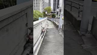 20230303 Bridge Stairs To Above Circular Quay on Cahill Expressway [upl. by Tingey]