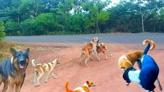 Dog Barking Sound  Dog Fighting Sound Effect  Funny Dog Videos [upl. by Isman]