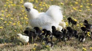 Une poule dornement dans votre jardin [upl. by Reames]