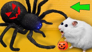 DIY New Halloween Hamster Maze 🎃 Hamster Escapes [upl. by Thapa372]