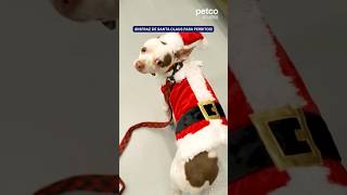 ¡Disfraces de Navidad para mascotas 🎅🐾 [upl. by Doowron]