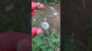 Common Dandelion🌱Plant 🌼🏵Flowers satisfying trending shorts 4k [upl. by Waldon970]