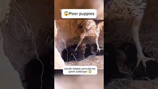 😱Eagle attacks poor puppiesdog attack animals hawk tiktok pets funny pets fyp cat shorts [upl. by Ibed]