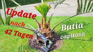 Update nach 42 Tagen der Butia capitata nach Frostschaden Palme wächst wieder [upl. by Yelssew]