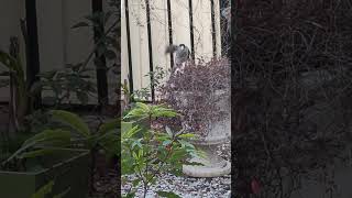 Noisy Miner Feeding animals bird environment fauna nature wildlife australia noisyminer [upl. by Parnell100]