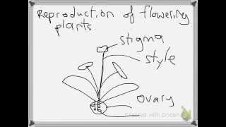 Reproduction of Flowering Plants Recap [upl. by Noiz]