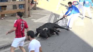 Encierro Tafalla 19082022  Ganadería Toro Pasión  Fiestas de Tafalla [upl. by Auhesoj]