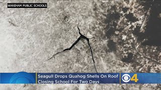 Seagull Drops Quahog Shells On Roof Closing School For 2 Days [upl. by Elwood]