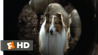 Lassie 89 Movie CLIP  They Are Not Your Sheep 1994 HD [upl. by Aicilegna]