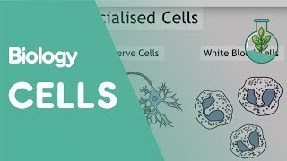 Intro To Cells Animals amp Plants  Cells  Biology  FuseSchool [upl. by Qidas]