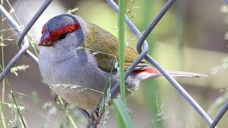 Red Browed Finch [upl. by Ssegrub]