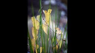 Unser Garten  Überholung des alten Anhängers German Language [upl. by Aicilyhp]