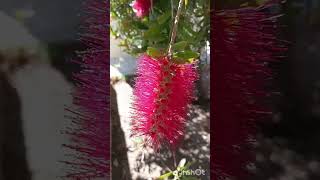 Bellos Estambres CALLISTEMON✨9s✨nature Flowers [upl. by Annalise23]